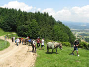 Blick nach Nordwesten am Herchersattel am 23.6.2008