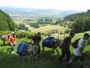 Mit Eseln in den Wald - Blick nach Nordosten ins Dreisamtal am 23.6.2008