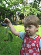 ... schaut her: meine Kirschen am 25.6.2008
