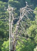 Storchennest (links) und Baum im Ebneter Schlosspark am 30.6.2008#