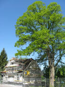 Blick nach Westen zum Haus 197 am 11.5.2008