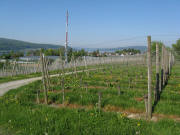 Blick vom Hochwart nach Westen am 5.5.2008 gen Stein am Rhein - mit Mobilfunkmast