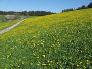 Blick nach Westen zum Holzh�uslehof  am 11.5.2008 - L�wenzahn