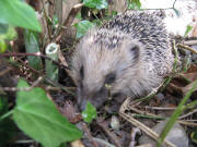Unser Igel in unserem Garten am 28.5.208