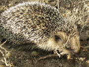 Unser Igel in unserem Garten am 28.5.2008 - der Regenwurm schmeckt, und wie er schmatzt