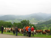 Diese musikalischen und neugierigen K�he - Blick nach Osten ins Weilersbach und Zastler am 22.5.2008 um 20.30 Uhr