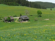 Blick nach Norden zur Jockenm�hle am 26.5.2008 - der L�wenzahn bl�ht#