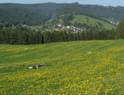 Blick von der Raitenbucher Höhe nach Süden über gelben Löwenzahn auf Altglashütten am 13.5.2008