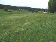 Blick nach Nordwesten ins Rengental zum Kuhbauernhof (rechts) und Rengethof (Mitte) am 26.5.2008 - wei� verbl�hter L�wnzahn