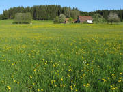 Blick nach Nordwesten zum Felgenhof am 13.5.2008