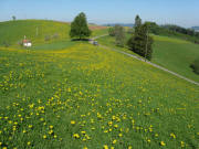 Blick nach Westen �ber das Str��chen "Auf der Spirzen" am 11.5.2008 - links die Kapelle vom T�nnlehof