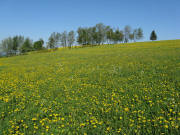 Am Steigweg zwischen Wagensteig und Schweigh�fe am 11.5.2008