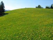 Beim Steigweg am 11.5.2008: gelb bl�hender L�wenzahn wohin man blickt