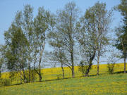 Am Steigweg zwischen Wagensteig und Schweigh�fe am 11.5.2008