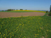 Am Steigweg zwischen Wagensteig und Schweigh�fe am 11.5.2008