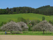 Blick nach Osten zum Hannisenhof am 7.5.2008