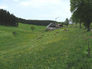 Blick nach Westen zum Weißenhof am 26.5.2008 - Löwenzahn und Kühe