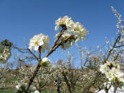 Zwetschgenbl�te in Amoltern im Kaiserstuhl am 29.3.2008