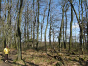 Blick nach Osten zur Schutzh�tte auf dem Staffelberg am 29.3.2008 - Wald mit Buchen und Eichen