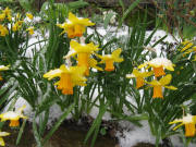 Osterglocken im Schnee in Freiburg - Ostersamstag 22.3.2008