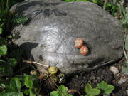Schnecken bei der Johanneskapelle am 15.3.2008
