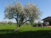 Altvogtshof am 3.5.1008 - Blick nach Norden