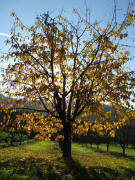 Obstbaum im Herbstlauf bei Amoltern am 15.11.2008 - Blick nach S�den