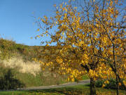 Obstbaum im Herbstlauf bei Amoltern am 15.11.2008 - Blick nach Norden, Helel L��wand