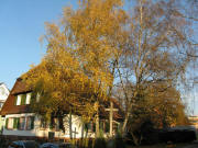 Blick nach Nordosten zum Ebneter Rathaus am 14.11.2008
