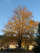 Die 1910 gepflanzte Linde am Kotterlehof 14.11.2008