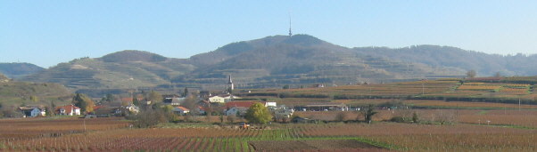 Blick vom Henkenberg südöstlich von Burkheim nach Osten über Oberrotweil hoch zum Totenkopf am 15.11.2008