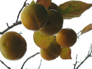 Fünf Kakifrüchte am Baum