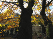 Kastanie mit goldenem Herbstlaub am 13.11.2008