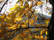 Goldenes Herbstlaub der Kastanie am 13.11.2008