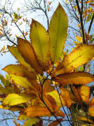 Kastanienbl�tter am 14.11.2008
