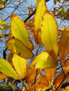Kastanienbl�tter am 14.11.2008
