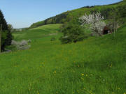 Schafe im Suggental unterhalb vom Grabenhof am 3.5.2008 - Blick nach Nordosten