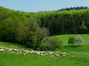 Schafe im Suggental unterhalb vom Grabenhof am 3.5.2008 - Blick nach  Osten