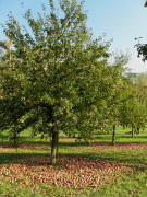 �pfel zwischen Niederrimsingen und Merdingen am 25.10.2008