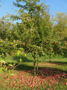 �pfel zwischen Niederrimsingen und Merdingen am 25.10.2008