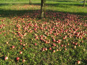 �pfel zwischen Niederrimsingen und Merdingen am 25.10.2008