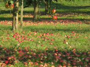 �pfel zwischen Niederrimsingen und Merdingen am 25.10.2008