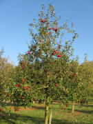 �pfel zwischen Niederrimsingen und Merdingen am 25.10.2008