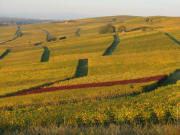 Blick nach Norden von den Weinbergen oberhalb Scherzingen �ber den Batzenberg am 19.10.2008
