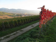 Blick vom S�dende Batzenberg nach S�dosten �bers Schneckental zu Kirchhofen bis zum Belchen (links) und Blauen (rechts) am 19.10.2008