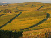 Blick nach Norden von den Weinbergen oberhalb Scherzingen �ber den Batzenberg am 19.10.2008