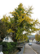 Gingki-Baum und B�chle am 2.11.2008 in der Hauptstrasse Herdern