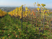 Blick nach Westen vom T�llinger Weg auf Haltingen am 18.10.2008 