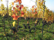 Sp�tburgunder am T�llinger Weg 18.10.2008
