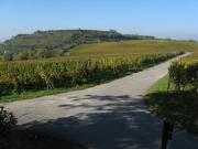 Blick von Ehrentrudis nach Nordwesten zum Berg (314 m) am 25.10,2008